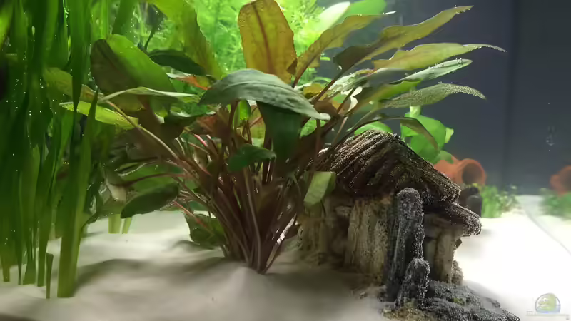 Häuschen von der Seite von Jojo und Haileyümchen (4)