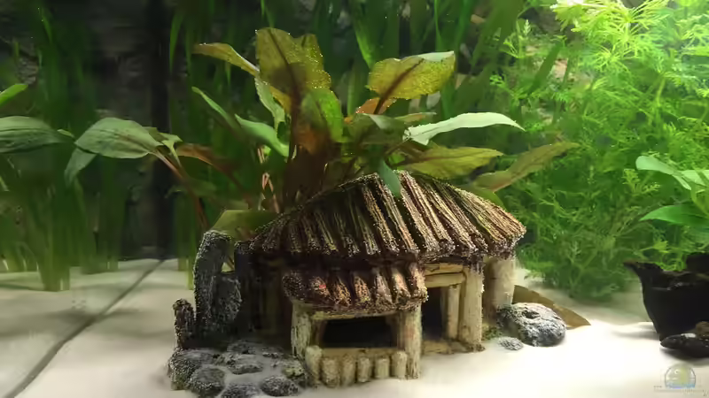 Häuschen von Jojo und Haileyümchen (3)