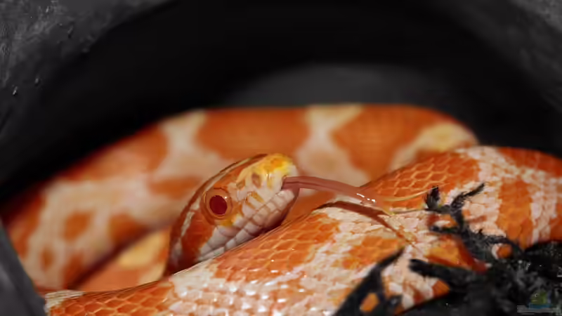 Häutung bei der Kornnatter: Was ist zu beachten?