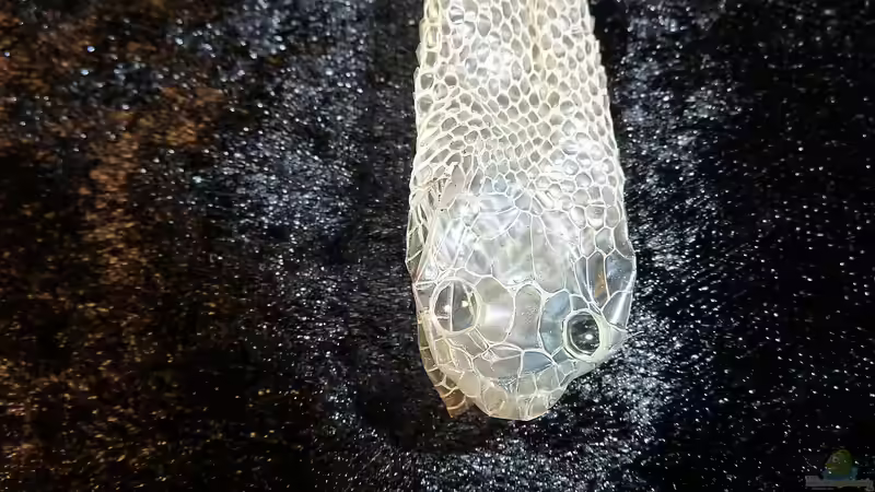 Häutung bei der Kornnatter: Was ist zu beachten?