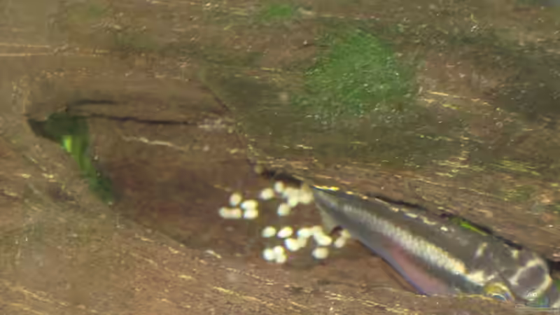 Haftlaicher im Aquarium - Fortpflanzungsstrategie, Arten, Verhalten und erfolgreiche Zucht im Detail