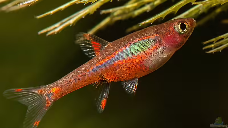 Haftlaicher im Aquarium - Fortpflanzungsstrategie, Arten, Verhalten und erfolgreiche Zucht im Detail
