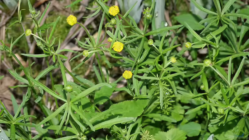Hahnenfuß von Goldfisch (7)