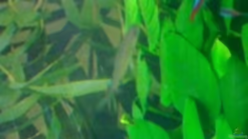 Haibarbe  von Felix Braune (9)