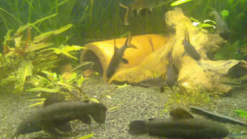 Haibarben und Schwielenwelse von Rouven (4)