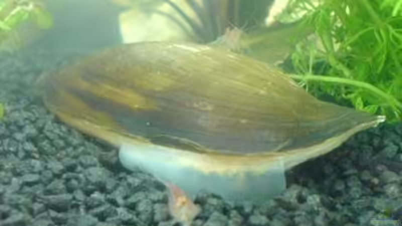 Haifischflossenmuschel von Alexander Müller (11)