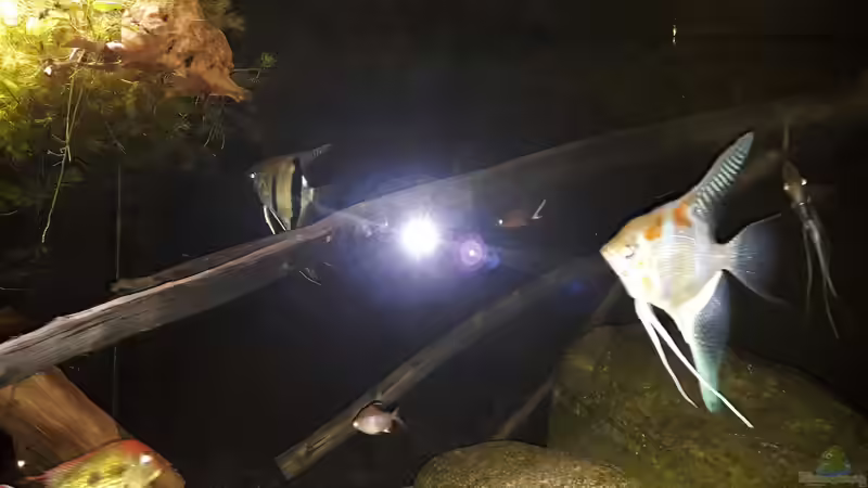 Hainbuchenast von Fichte (78)