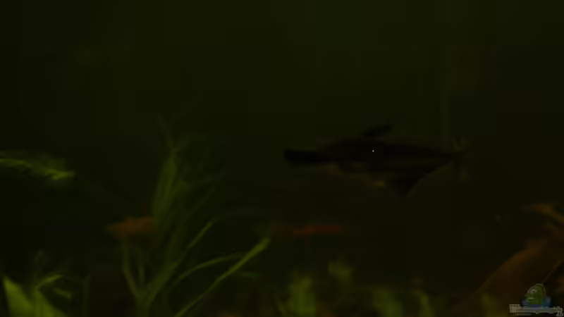 Haiwels ca25 cm von Clippi (10)