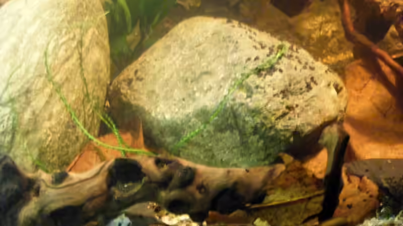 Hakenlilie dünn... von Falk (20)