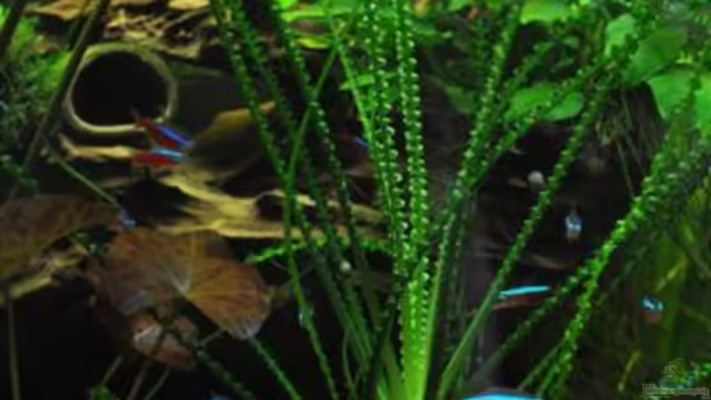 Hakenlilie von Garfield (14)