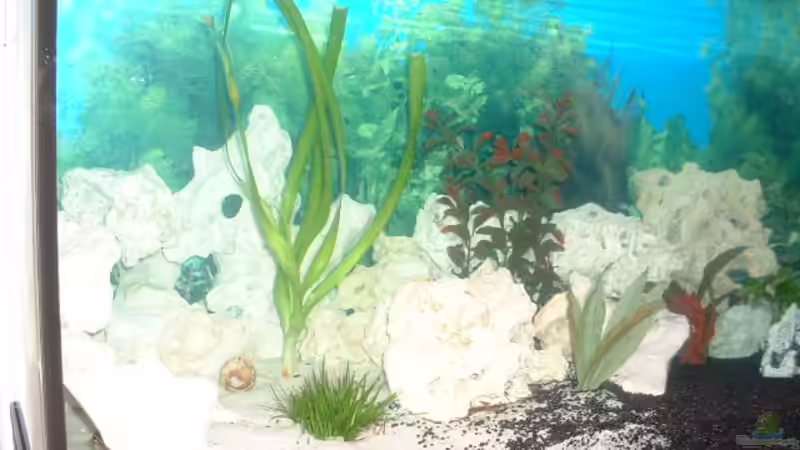 Acorus gramineus im Aquarium (Einrichtungsbeispiele mit Graskalmus)