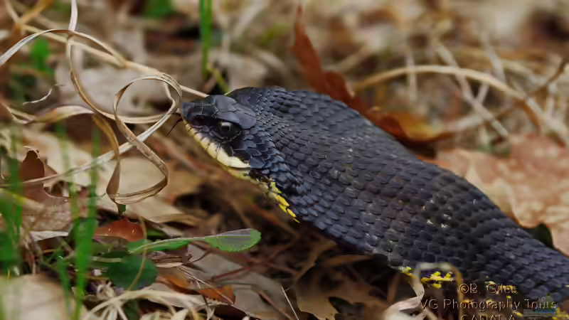Hakennasennattern der Gattung Heterodon: Haltung, Arten, Verhalten und Besonderheiten