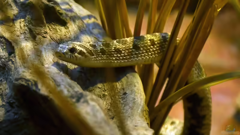Hakennasennattern der Gattung Heterodon: Haltung, Arten, Verhalten und Besonderheiten