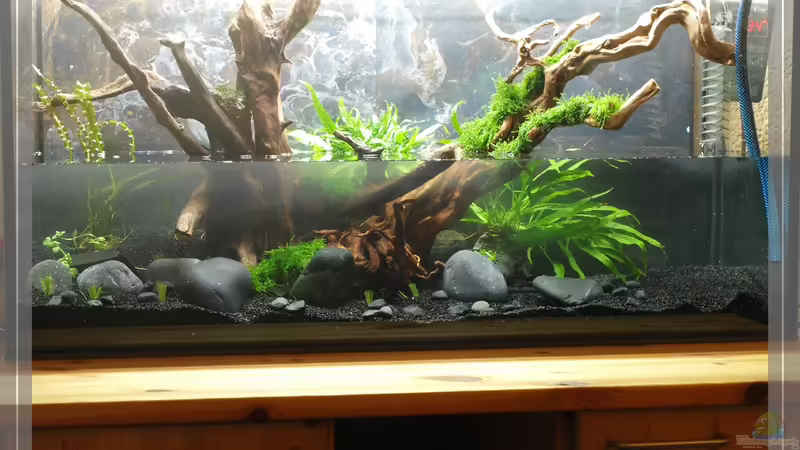 halb geflutet von Pseudomugil (8)