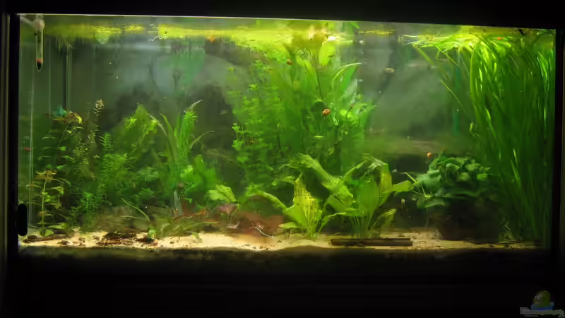 halb links wird noch drauf gewartet das die Echis, Tigerlotuse und Cryptocoryne groß werden :) Foto vom 31.8.2012 von chrisi01 (7)