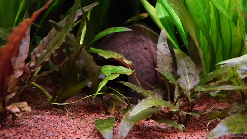 halbe kleine  Kokusnusshöhle von Dieter (29)