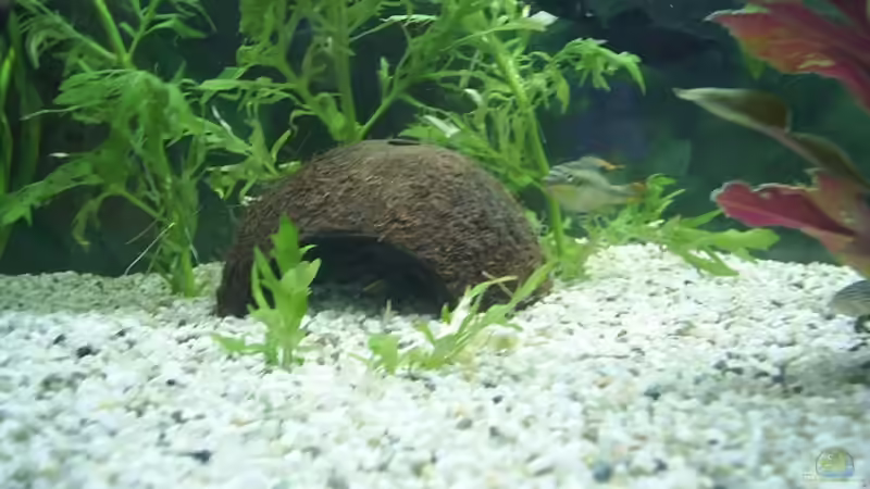 Halbe Kokosnuss als Brutplatz von Sauerlandmicha (13)