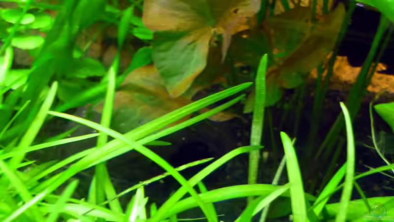 halbe Kokosnuss von Sabrina & Dirk Bergmann (40)