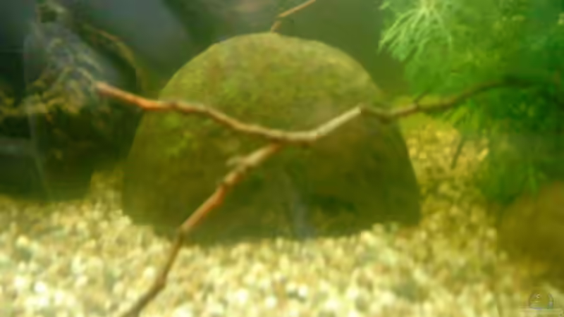 halbe Kokusnuss  von t-time (15)