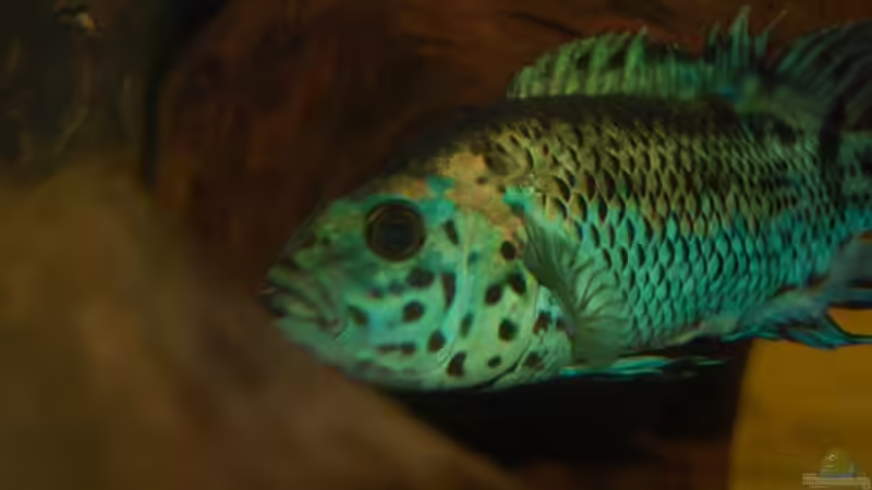 halbe Seite 7/11 von ml69 (29)