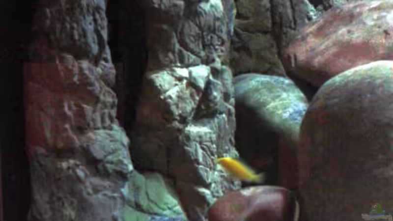 halber Kunstfelsen auf rechter Seite von Noah (15)