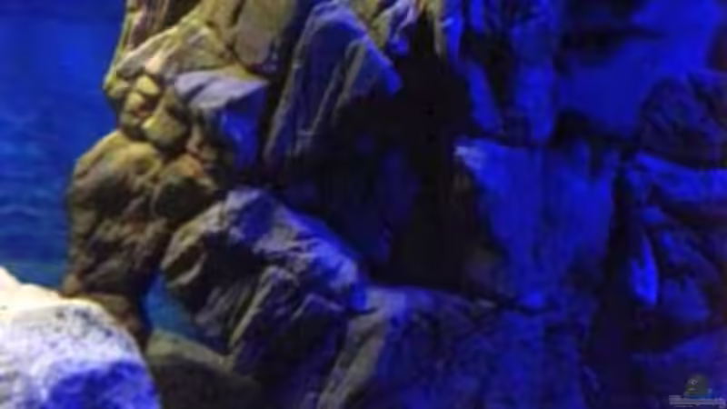 halber Kunstfelsen hinten links von Noah (14)