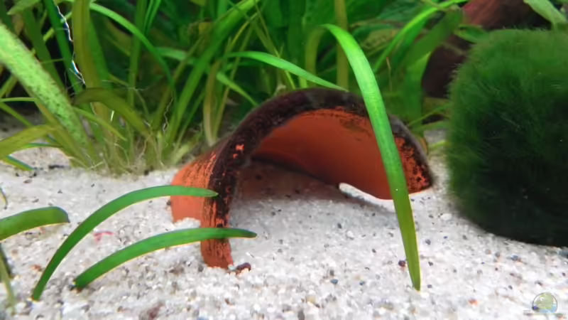 halber Tontopf von mawi (14)