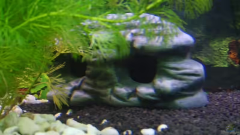 halber ´´Totenkopf´´ von Rocky (8)