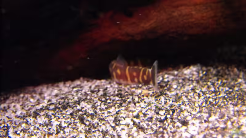 Halbes Dornauge =) von Pebas/Peter (7)