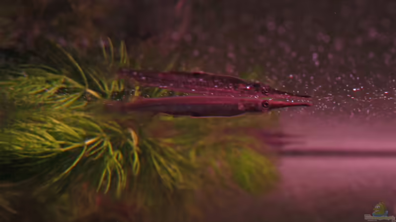 Halbschnabelhecht (Dermogenys pusilla) Weibchen von Thomas Ihle (5)