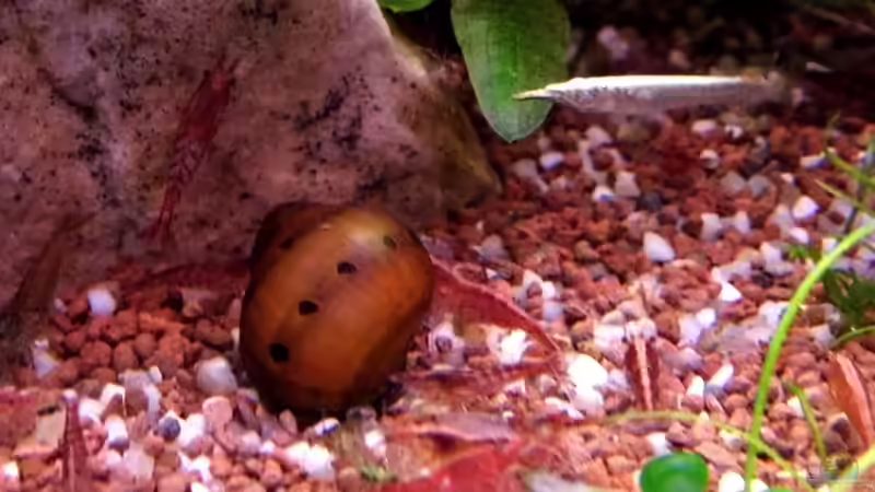 Halbschnäbler  Hemirhamphodon oder dermogenys  von snooze (45)