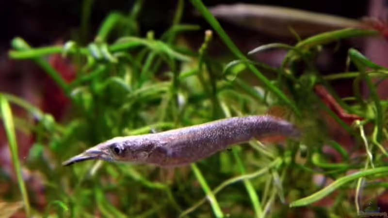 Halbschnäbler Hemirhamphodon oder dermogenys  von snooze (43)