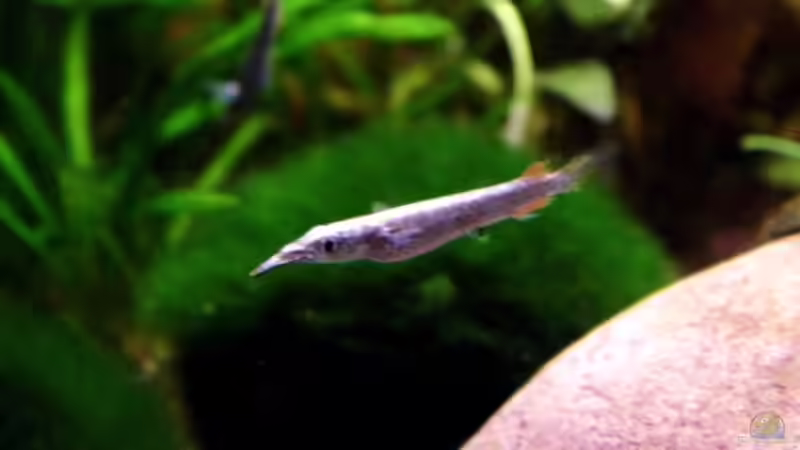 Halbschnäbler Hemirhamphodon oder dermogenys  von snooze (44)