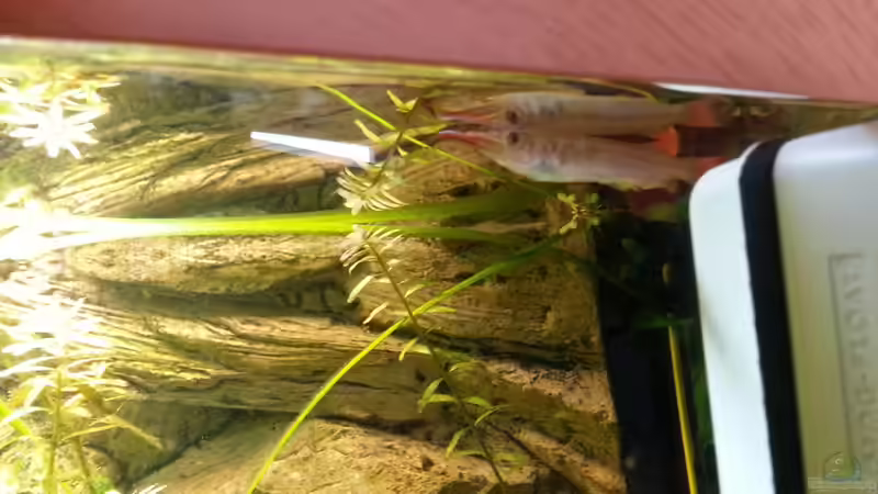 Halbschnäbler von Der Dreiäugige Goldfisch (20)