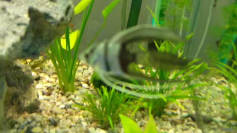 Halbschwarzer Skalar von Mark S. (10)