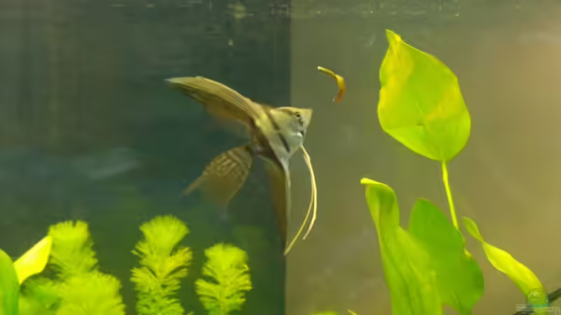 Halbschwarzer Skalar von Mark S. (13)