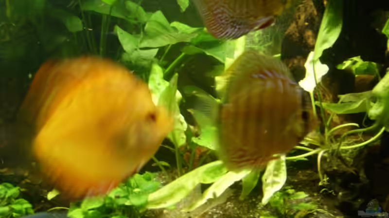 Halbstarke von Ulrich Sauerhering (67)