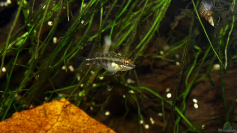 Halbstarker von Koehler (70)