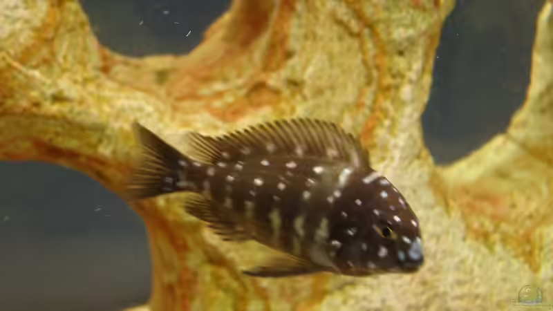 Halbstarker von Markus Wittmann (8)