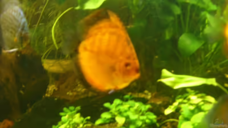 Halbstarker von Ulrich Sauerhering (68)