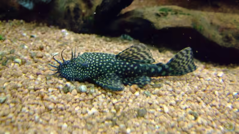 Halbwüchsiger Antennenwels von Wolfgang Röhken (16)