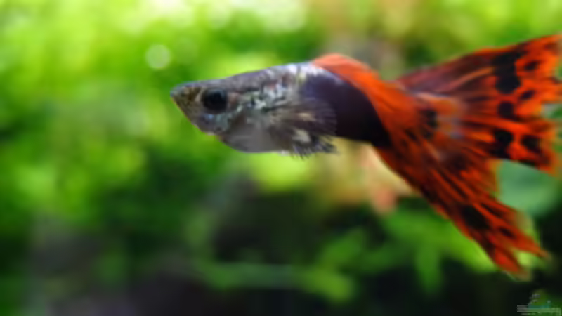 Halfblack Redtail von Fredo Fuss (34)