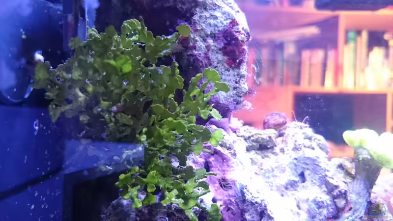 Halimeda Alge von Nano Jojo (6)