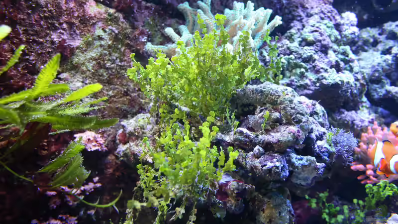 Halimeda aus dem neuen Lebendgestein von Susanne Axt (11)