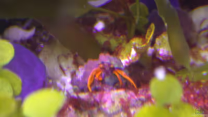 Halimeda copiosa - Grüne Kalkalge mit Paguristes cadenati von Bacalhau (5)