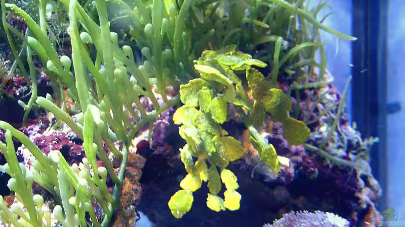 Halimeda (höhere Alge) von bernie-124 (10)