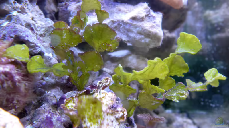 Halimeda von Summse (17)