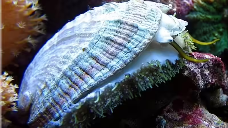 Haliotis tuberculata von Petra Kallmeyer (29)