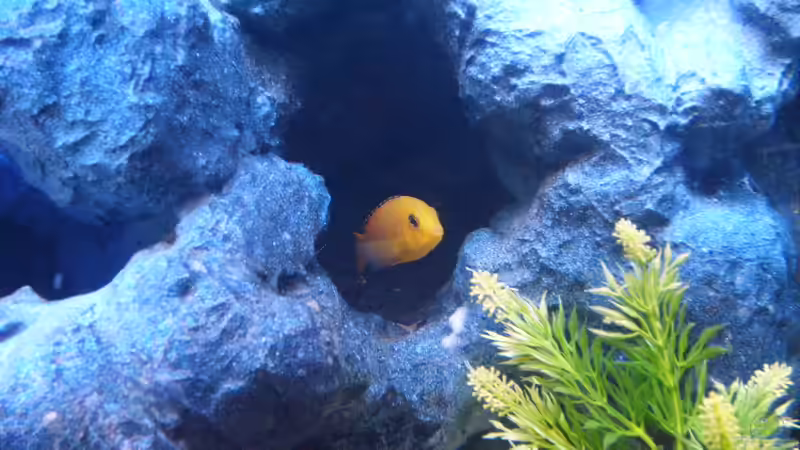 Hallo... von JAMES-JONES (12)