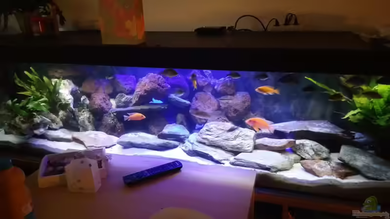 Hallo Leute das ist mein 200x50x50 MalawiBecken, Momentan besetzt mit Aulanocara.Ich von Mia Sun (1)